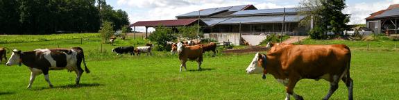 Hauseigene EU-zertifizierte Metzgerei